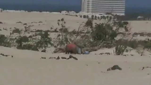 A ver vídeo de sexo pornô Pawg salta e não presta . ela engole